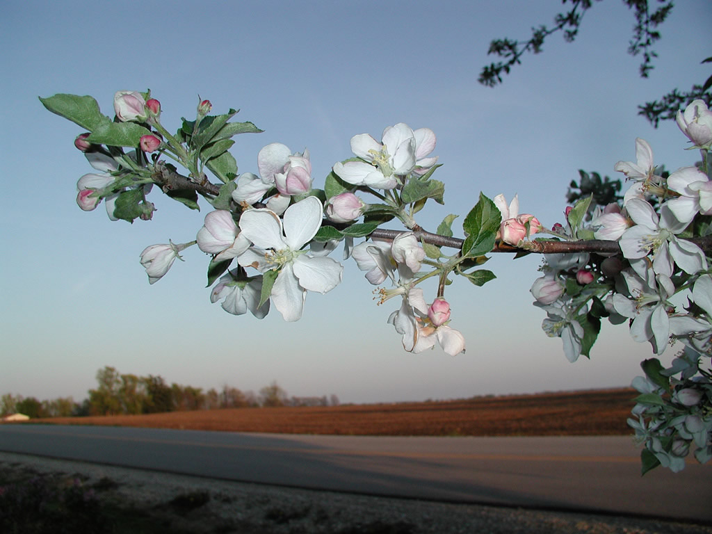 Apple Blossom