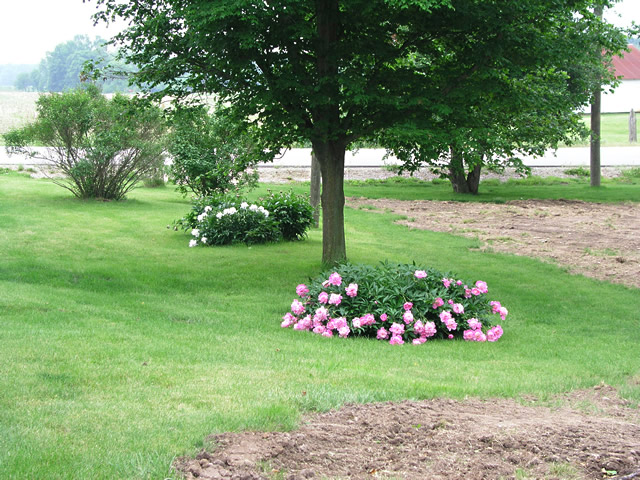 Peonie Bushes