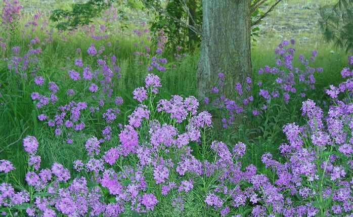 Wild Wood Phlox