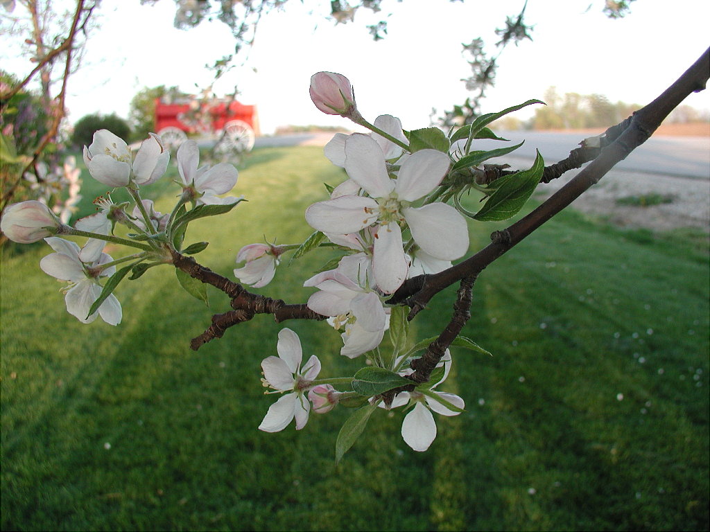 Apple Blossom