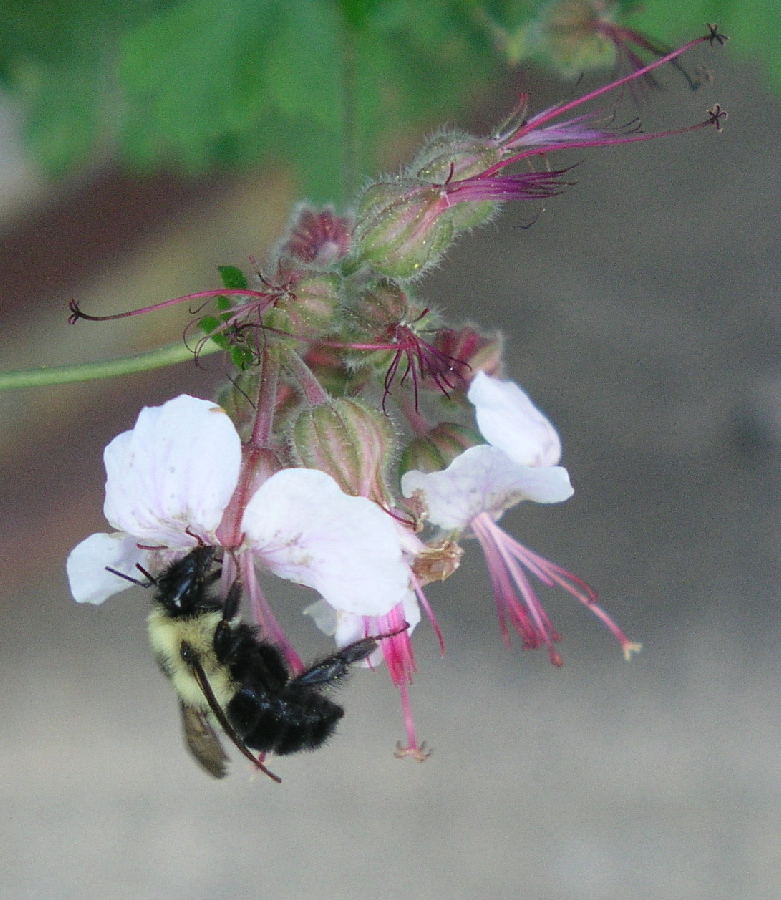 Bumble Bee Breakfast