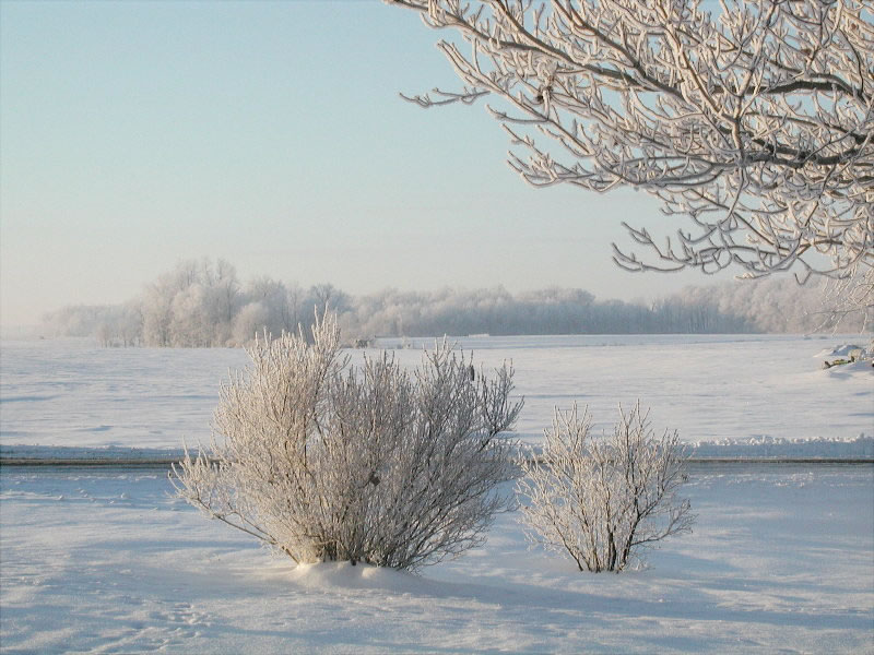 Hoarfrost Morn