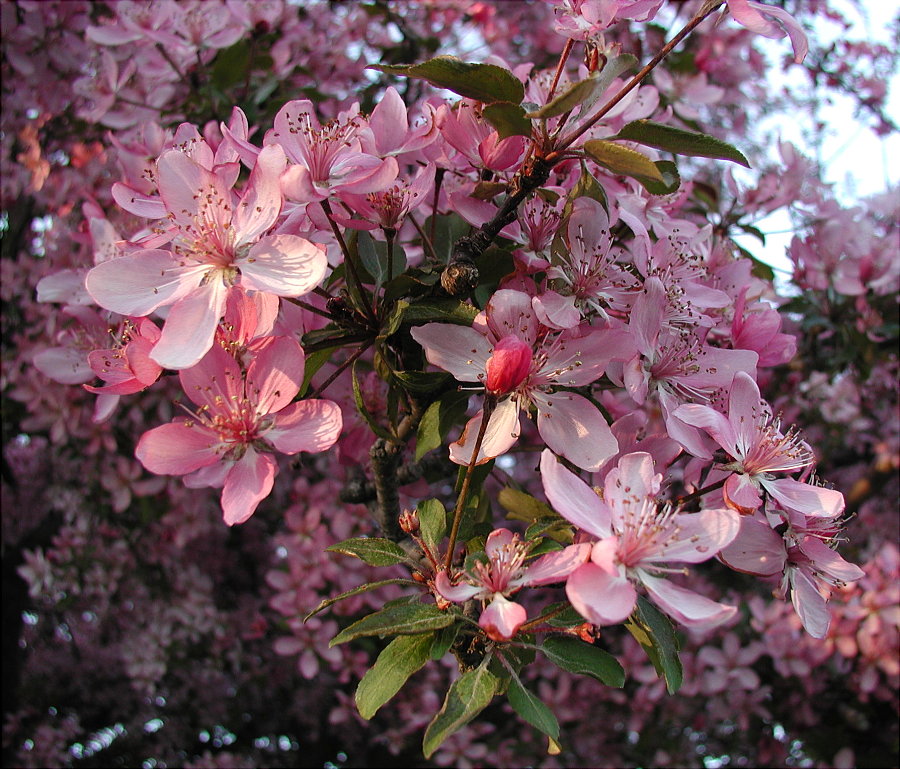 Crabapple Tree