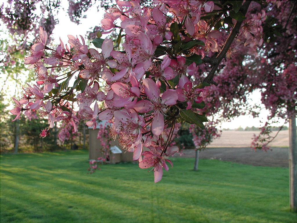 Crabapple Tree