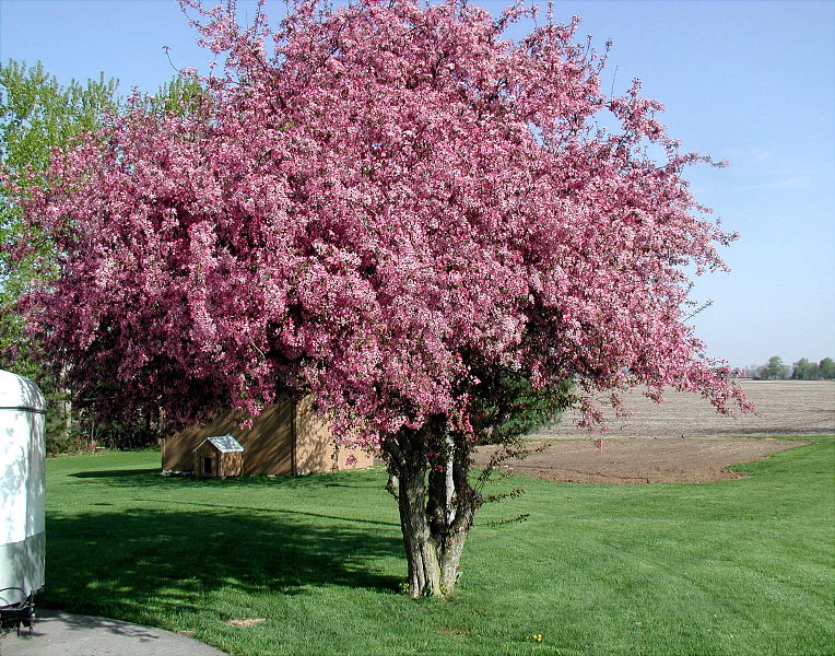 Crabapple in April