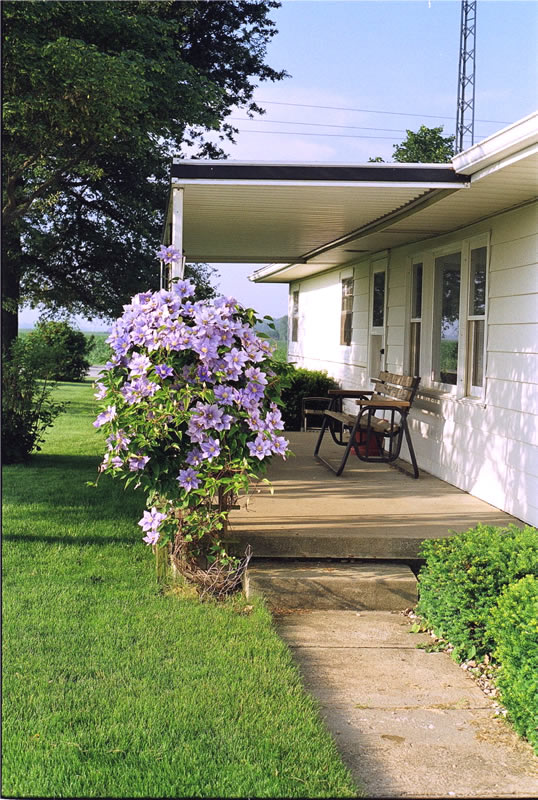 clematis bush