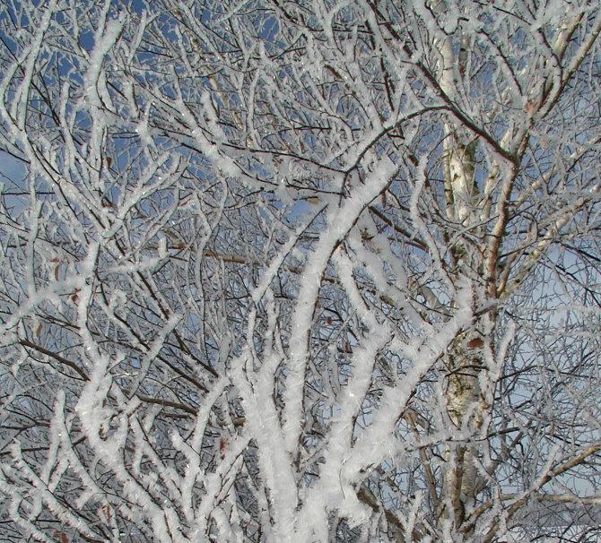 hoarfrost