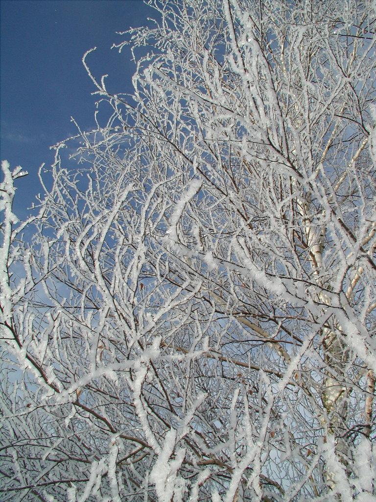 hoarfrost