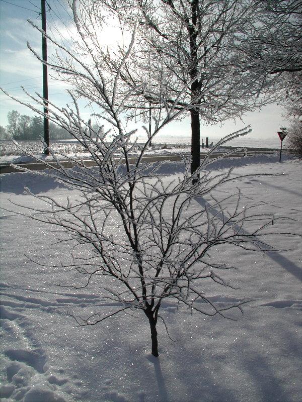 Hoary Redbud