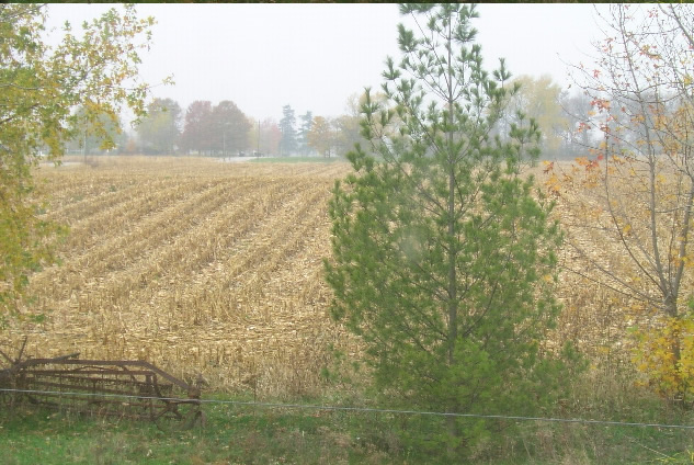 View from Kitchen Window at Harvest