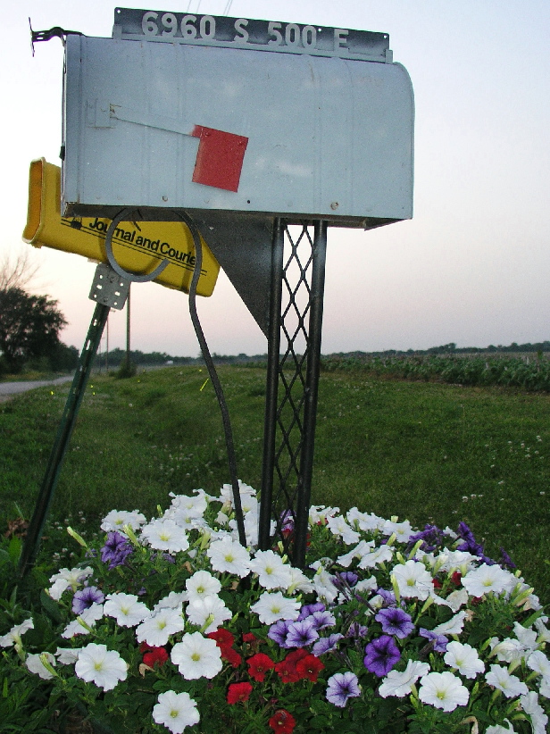 Petunias and Fireflies at Dusk