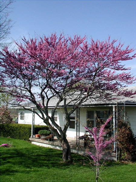 Redbud in April