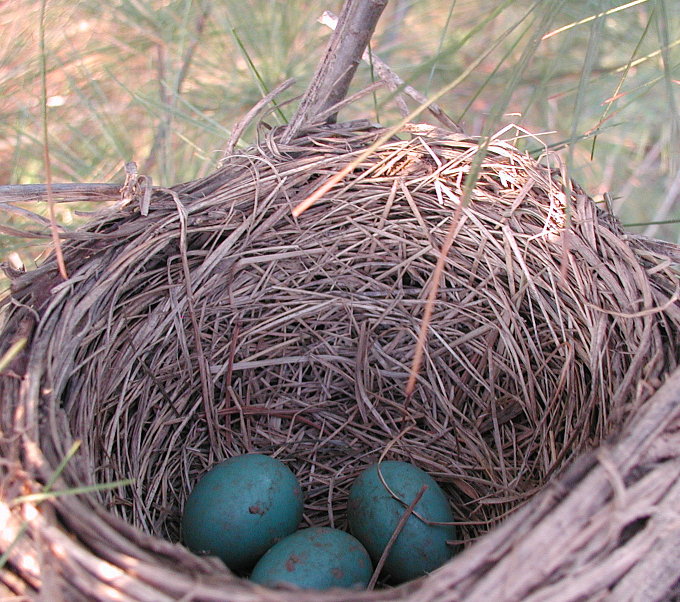 Robin eggs