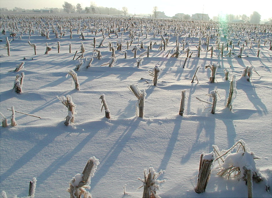 Snowy Field