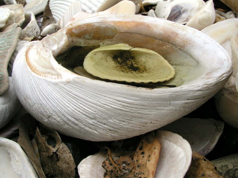 Sea Shell Pool