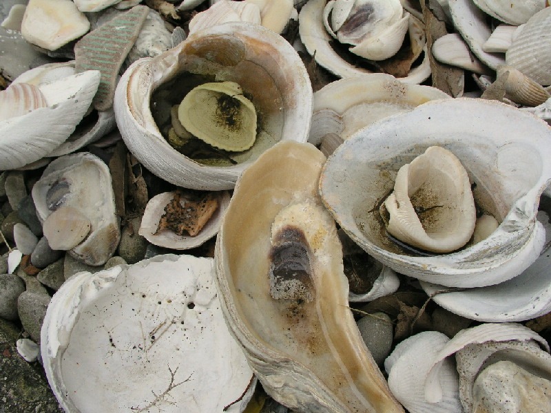 Sea Shell Garden