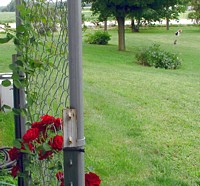 Dog and Cat in Yard