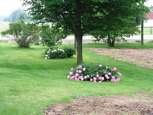 Backyard Peonies