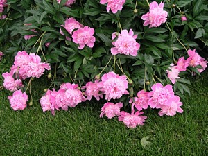 Pink Peony Bush