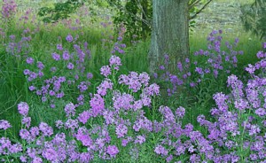 Wild Wood Phlox