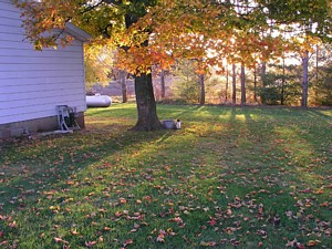 Kitty Arch under Maple