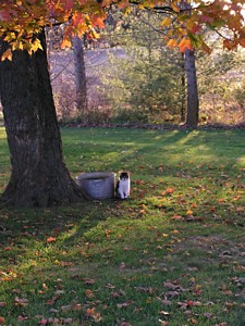 Kitty Arch under Maple