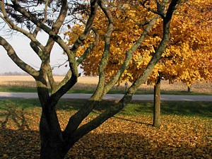 Fall View from Front Porch