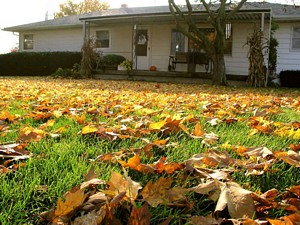 Fall Yard