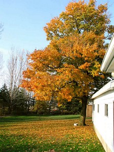 Maple Off Garage