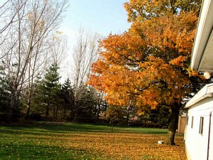 Maple Off Garage