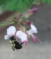 Bumble Bee Breakfast