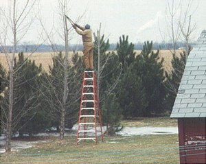 Trimming Poplars