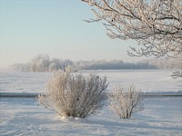 Hoarfrosted Morn