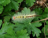 caterpillar