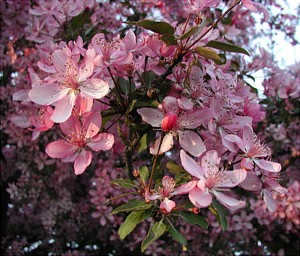 Crabapple