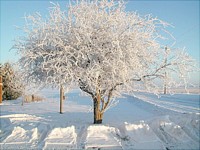 January Crabapple