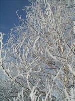 hoarfrost