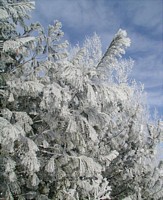 hoarfrost