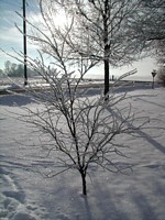 hoary redbud