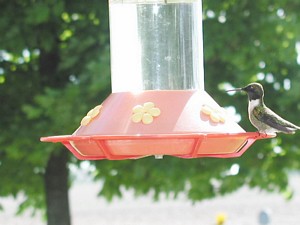 green iridescent hummingbird