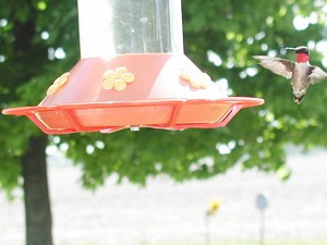 ruby throated hummingbird