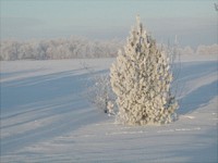 Hoary Pine