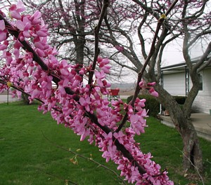 redbud