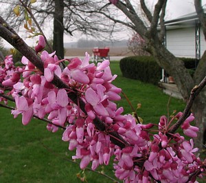 redbud