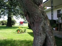 Redbud Tree and Red Wagon