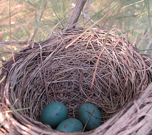 Robin eggs