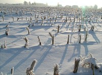 snowy field