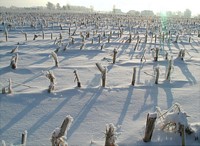 snowy field