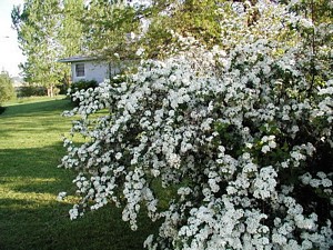 Spirea in May