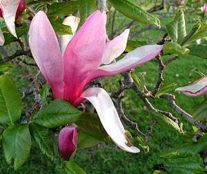 Tulip Tree